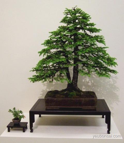 Bonsai, cây cảnh nghệ thuật, cay canh nghe thuat, cây thế, cay the, triển lãm cây cảnh nghệ thuật, trien lam cay canh nghe thuat